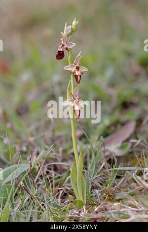 Fly Orchid hybrid Dorset UK Stock Photo