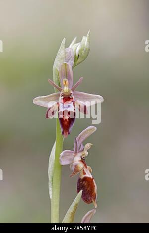 Fly Orchid hybrid Dorset UK Stock Photo