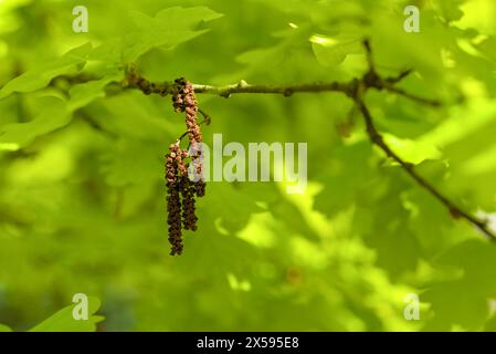 The oak catkin against the backdrop of fresh green oak leaves, blurred background Stock Photo