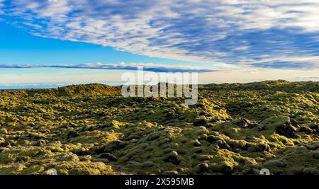 A field of green grass and moss with a blue sky in the background. The moss forms a curiously wavy surface. The sky is partly cloudy, but the sun is s Stock Photo