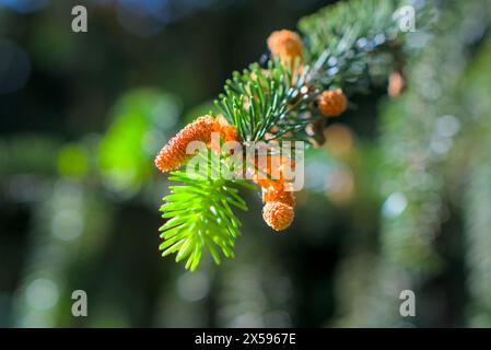 Young pine shoots and small cones horizontal shot, blurred background Stock Photo