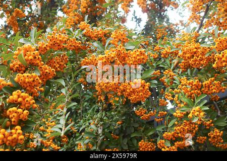 Bunches of Vivid Orange Berries of Firethorn or Pyracantha Stock Photo