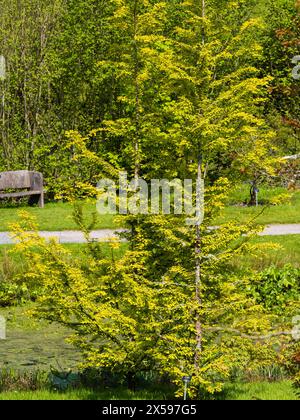 Golden foliage of the hardy deciduous dawn redwood tree, Metasequoia glyptostroboides 'Gold Rush' Stock Photo