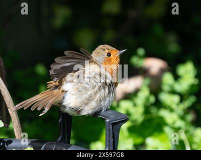 European robin, Erithacus rubecula, preening and sunbathing behaviour in a UK spring garden Stock Photo