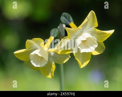 Twin spring flowers of the jonquilla type spring blooming daffodil, Narcissus 'Pipit' Stock Photo