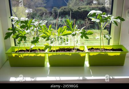 Pre growing young watermelon Citrullus lanatus plants from seed inside flower pot in home on window sill before planting outdoors. Sunny spring day. Stock Photo