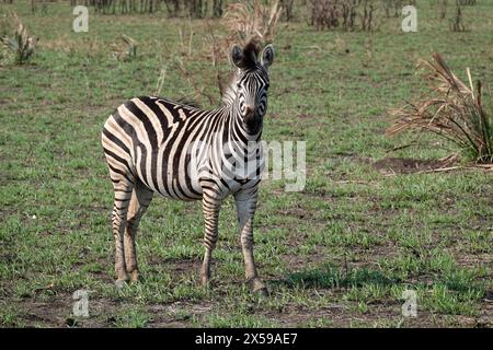 Plains Zebra. Equus Burchelli. Burchell's Stock Photo