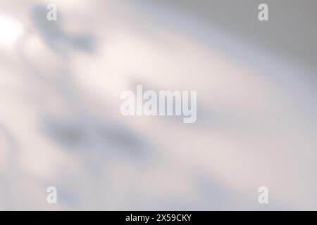 Soft Floral Shadows Cast on a Wall During a Sunny Afternoon Stock Photo
