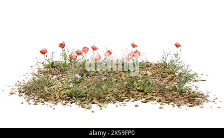 3D render of poppy flowers with clipping path. 3D illustration of red flowers, white flowers, grass and dead leaves. Stock Photo