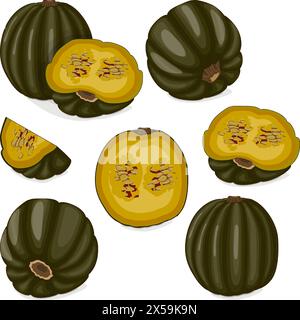 Set of Zapallo Macre Squash. Winter squash. Cucurbita maxima. Fruits and vegetables. Clipart. Isolated vector illustration. Stock Vector