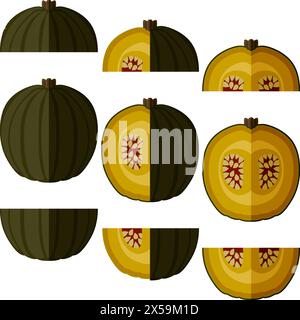 Set of Zapallo Macre Squash. Winter squash. Cucurbita maxima. Fruits and vegetables. Flat style. Isolated vector illustration. Stock Vector