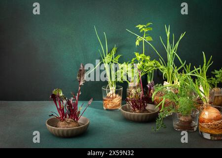 Growing from organic waste, sprouting carrots and beets at home, onions and celery and garlic, healthy and tasty vegetable haulm on the greens backgro Stock Photo