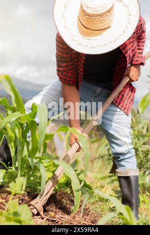 lifestyle: farmer working with hoe in corn field Stock Photo