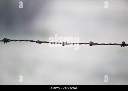 Rusty barbed wire against blurred background. Security measure idea concept.  Barbed wire steel wall against immigration in Europe. Garden fence. Stock Photo