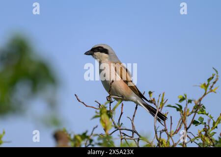 A male Red Backed Shrike sitting on a bush, sunny day in springtime in Austria Stock Photo