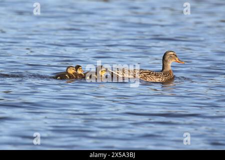 Mama mallard (Anas platyrhynchos) duck leading a group of four ducklings across the pond in Spring Stock Photo