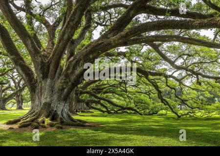 Alley of old oak trees covered with spanish moss Stock Photo