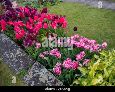 Detail of a Tulip border at Chenies Manor Sunken garden; featuring Black Hero, Mariette, Merlot and hosta, an array of pink, purple and acid green. Stock Photo