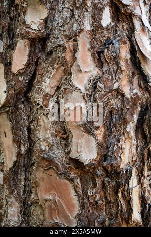 A close up of a tree trunk with a brown bark. The bark is rough and has many ridges Stock Photo