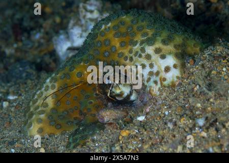 A Odontodactylus latirostris with a spiraled shell emerges from its hiding spot beneath a vibrant sea sponge in an oceanic scene Stock Photo