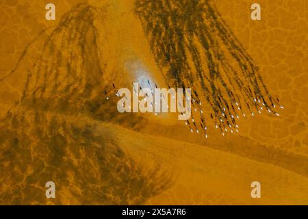A serene aerial view captures a flock of flamingos wading through the textured salt lakes of Toledo, reflecting a dance of light and shadows Stock Photo