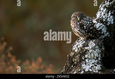 An adorable little owl resting on a moss-covered tree trunk with a soft-focus background, showcasing its intricate plumage and alert eyes Stock Photo