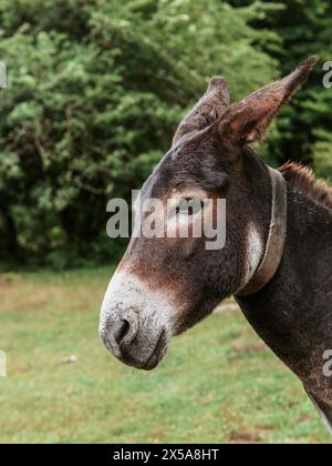 Close-up of a donkey's head with a serene expression, set against a natural backdrop of lush greenery. Stock Photo