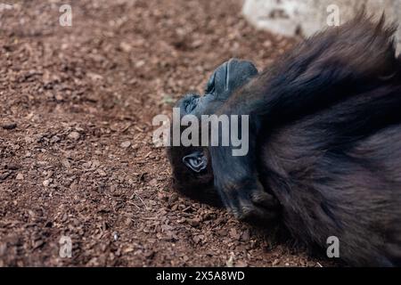 A peaceful scene captures a juvenile Gorilla lounging on a bed of fallen leaves, clearly at ease in its natural habitat The animal's gentle gaze and r Stock Photo