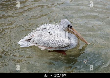 A serene grey pelican with elongated bill glides gently over the tranquil waters, showcasing its impressive feather details and calm demeanor Stock Photo
