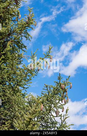 Spruce branches reaching upward, dotted with multiple cones against a vivid blue sky with soft, white clouds. Stock Photo