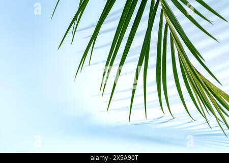 A bright image showcasing a single palm leaf with its shadow falling on a clear blue sky background, ideal for summer or tropical themes Stock Photo