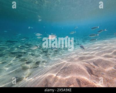 Under the surface, a school of fish glides over the sandy sea bed, illuminated by the sun's rays through the water Stock Photo