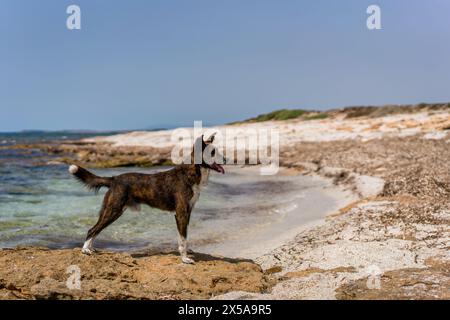 A brindle-coated dog stands majestically on a rugged coastline, with the clear waters of the Mediterranean Sea and the sunlit rocky landscape of Sardi Stock Photo