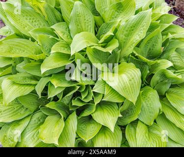 Hosta is a genus of plants commonly known as hostas, plantain lilies & occasionally by the Japanese name gibōshi.These seem to have escaped the slugs; Stock Photo