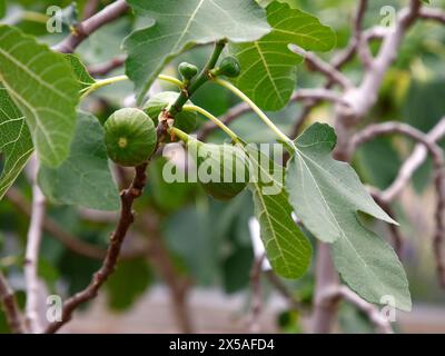 Closeup of small unripe figs on the fig tree ficus carica. Stock Photo