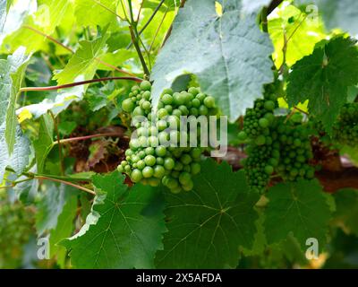 Closeup of unripe green grapes of vitis vinifera sultana on the vine. Stock Photo