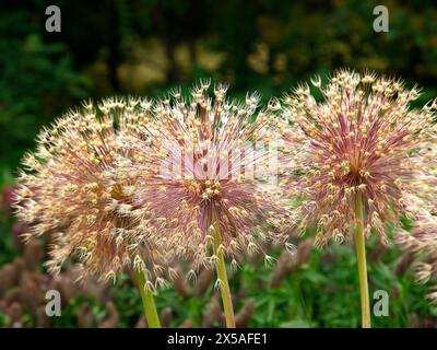 Allium hollandicum purple sensation seedheads. Stock Photo