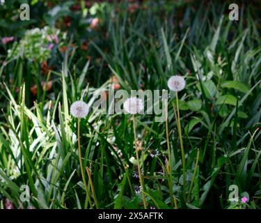 Closeup of the silver white fluffy round seedheads of the native garden weed Taraxacum officinale or dandelion. Stock Photo