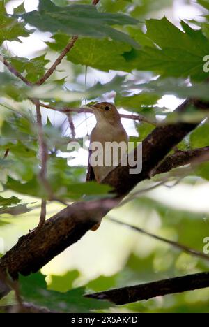 Common Nightingale - Nachtigall - Luscinia megarhynchos ssp ...