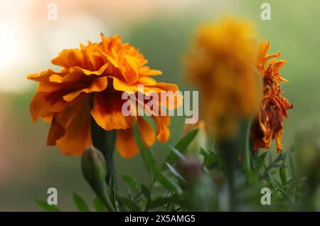 African marigold flower (Tagetes erecta) Stock Photo