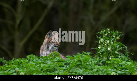 Eurasian lynx (Lynx lynx) looking at flowers at forest edge / fringe of wood Stock Photo