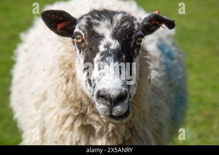 Norfolk, England, April 2024, a close up portrait of a sheep Stock Photo