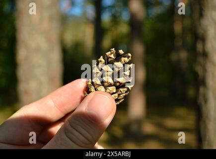 Male fingers holding a pine cone close up in bokeh Stock Photo
