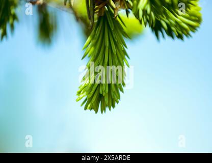 Young sprig of spruce with green needles close-up against the blue sky Stock Photo