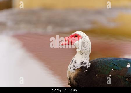 Muscovy Duck Foraging at Farmstead at Dusk. Selective focus Stock Photo