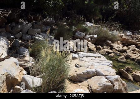 Wadi Bani Khalid Natural Springs flow Throughout the Year in Eastern Hajar Mountains Oman Stock Photo