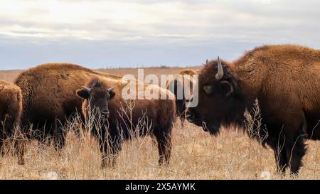 Several wild American bison, Bison bison, standing in the tall grass of a midwest prairie in winter time with cloudy skies. Stock Photo