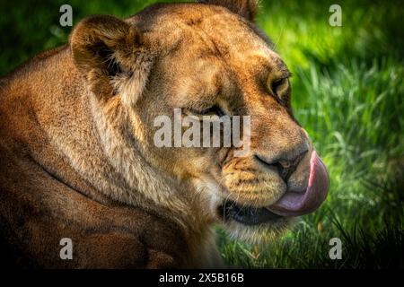 Lioness at Dartmoor Zoo,UK Stock Photo