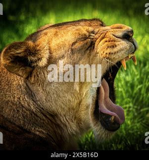 Lioness at Dartmoor Zoo,UK Stock Photo