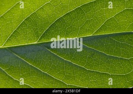 Green leaf texture macro close up. Natural background for graphic design Stock Photo